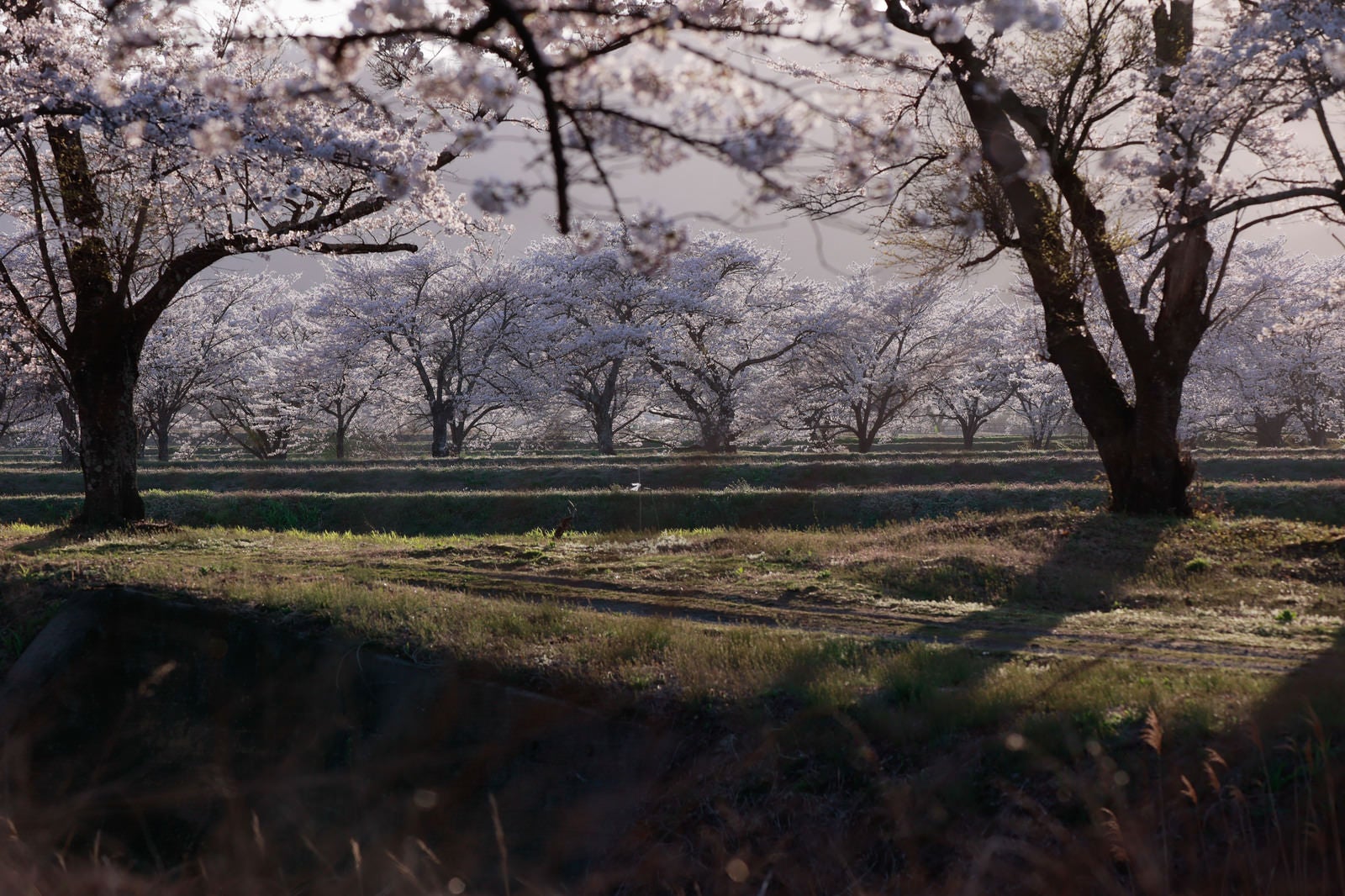 「草間の影から望む笹原川の千本桜」の写真
