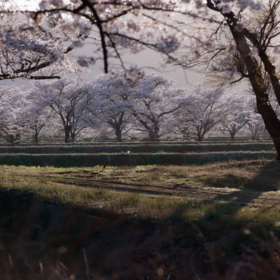 草間の影から望む笹原川の千本桜の写真