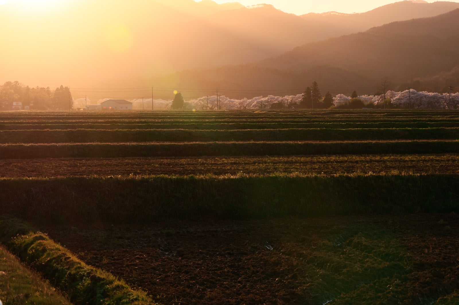 「棚田に差し込む夕日と笹原川の千本桜」の写真