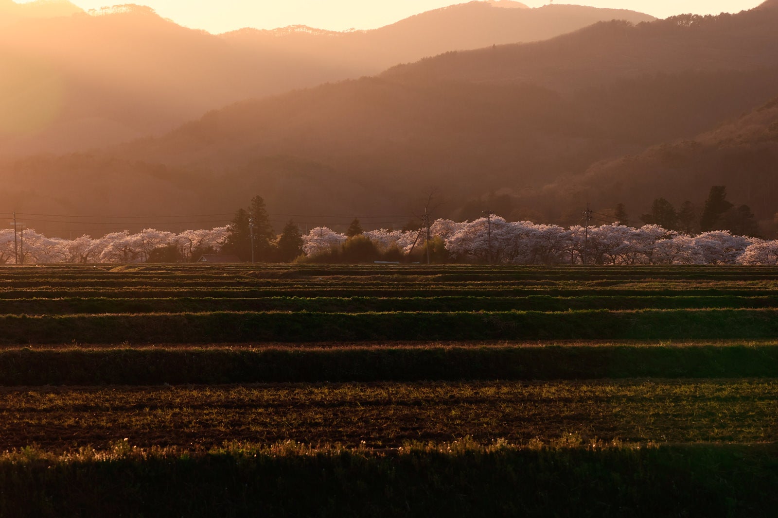 「夕日差す棚田と笹原川の千本桜」の写真