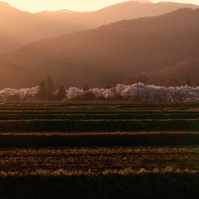 夕日差す棚田と笹原川の千本桜の写真