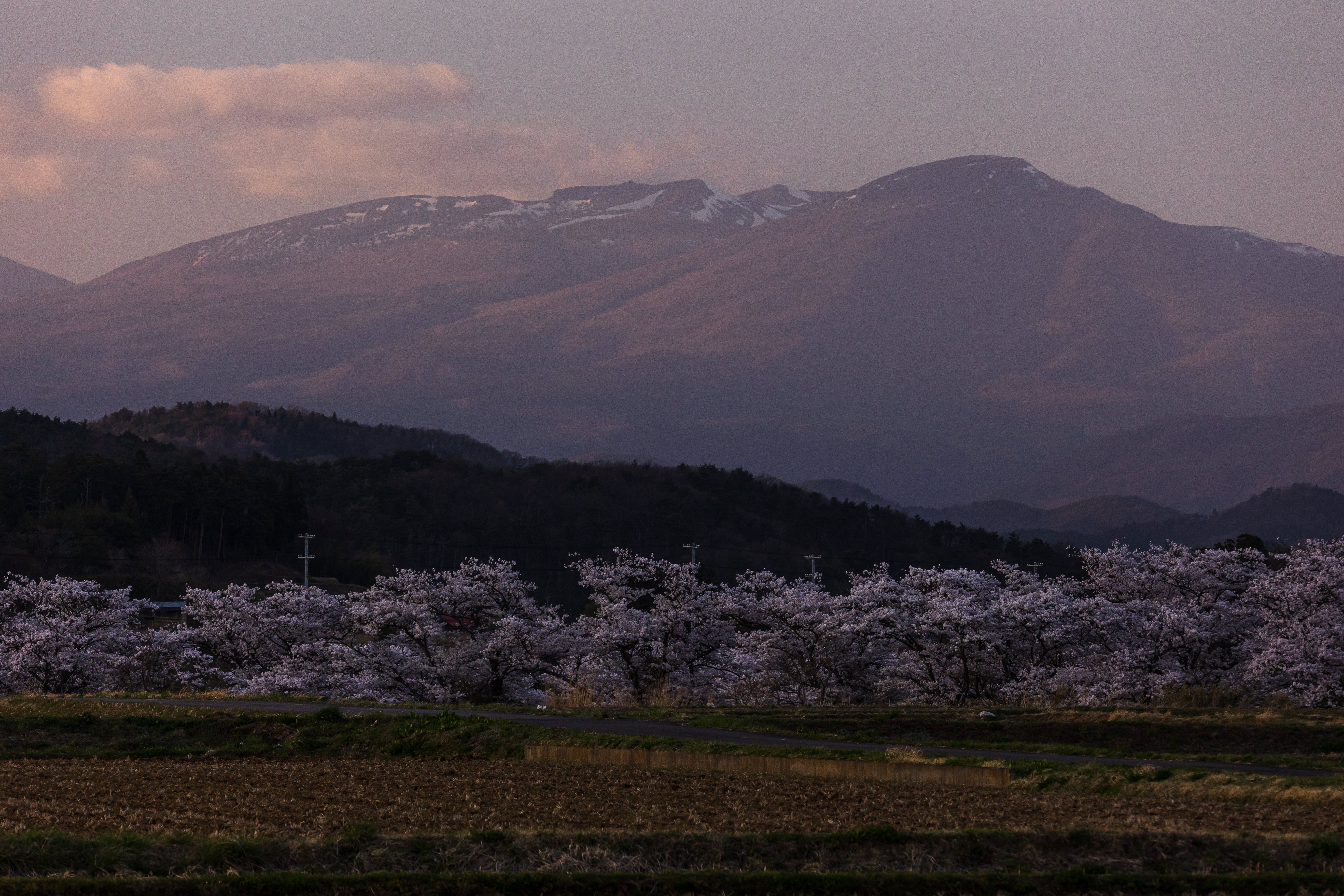 日没後の田んぼと笹原川の千本桜と安達太良山の無料写真素材 - ID 
