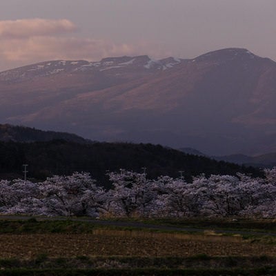 日没後の田んぼと笹原川の千本桜と安達太良山の写真
