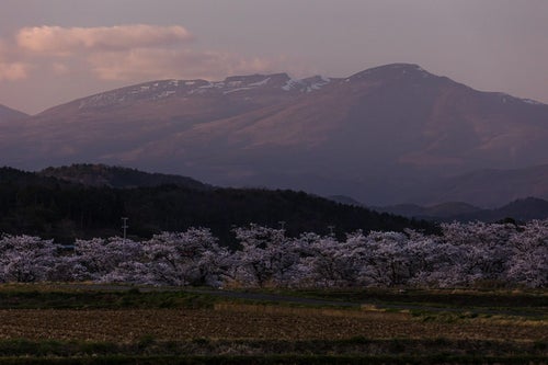 日没後の田んぼと笹原川の千本桜と安達太良山の写真