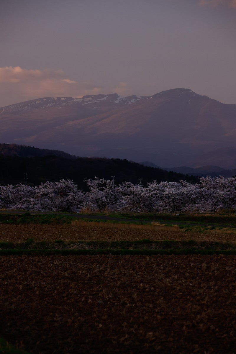 「▲日没で薄暗い田んぼと笹原川の千本桜」の写真