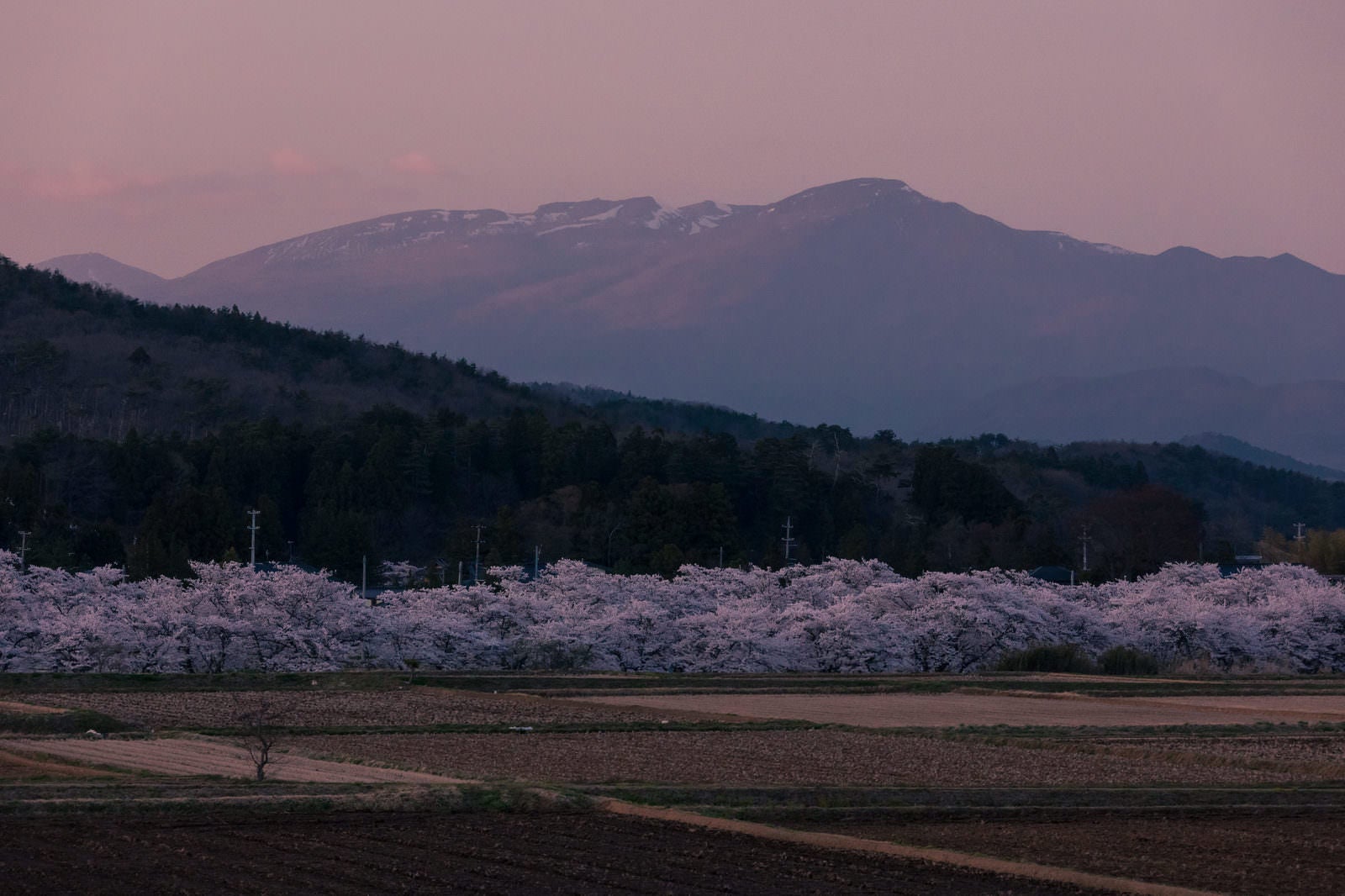 「麓の山と笹原川の千本桜」の写真