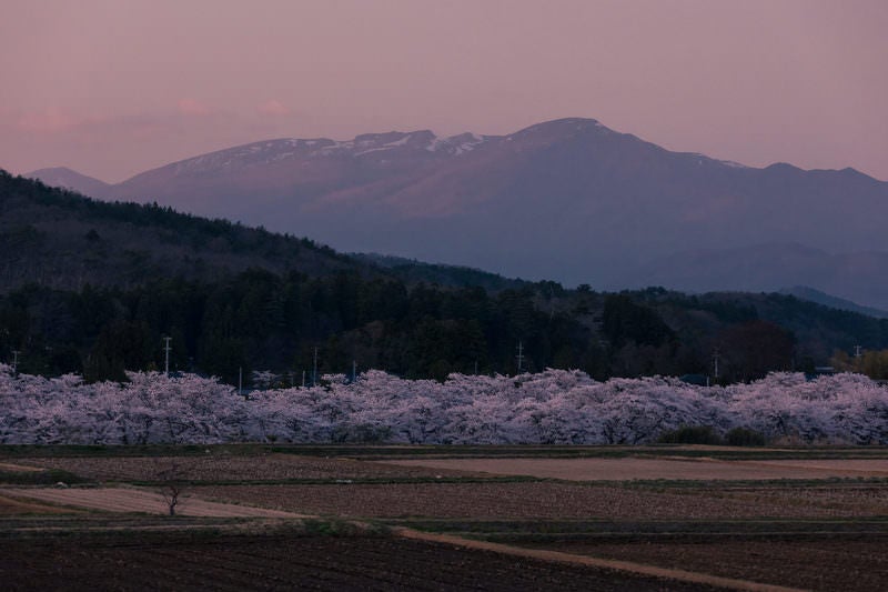 麓の山と笹原川の千本桜の写真