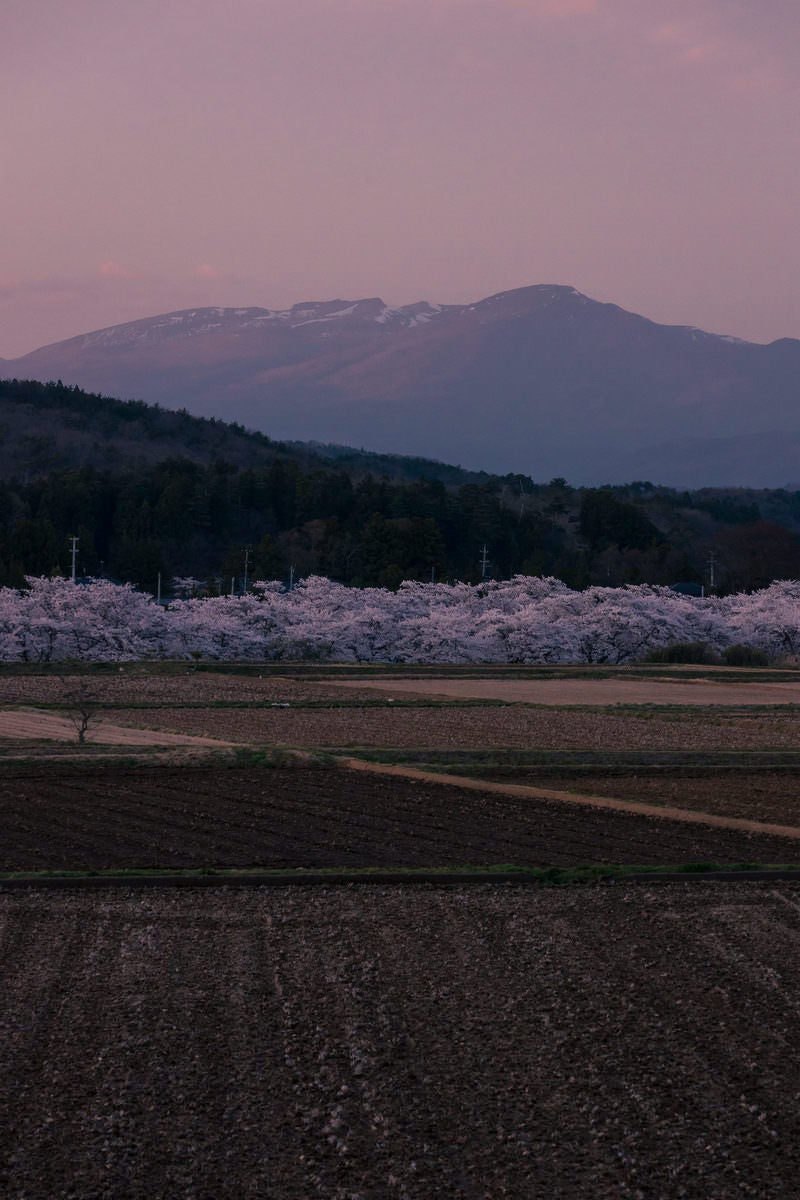 「田んぼと麓の山に挟まれた笹原川の千本桜」の写真
