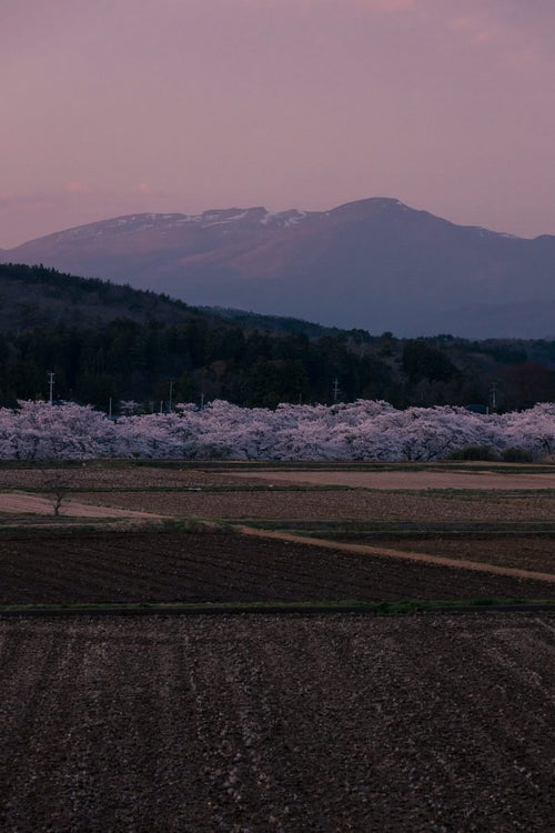 田んぼと麓の山に挟まれた笹原川の千本桜の写真