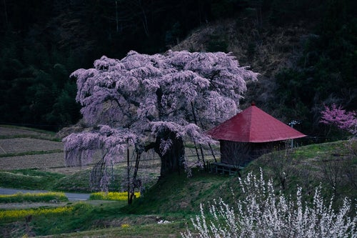 不動堂と上石の不動桜の写真
