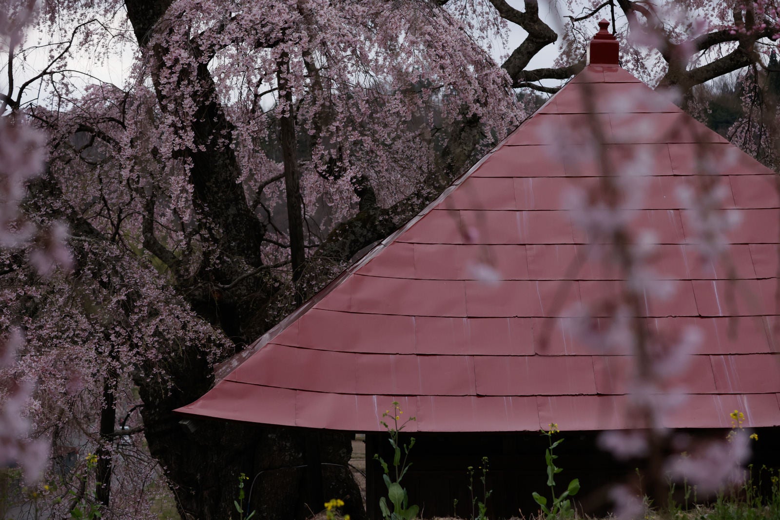 「不動堂の屋根と上石の不動桜」の写真