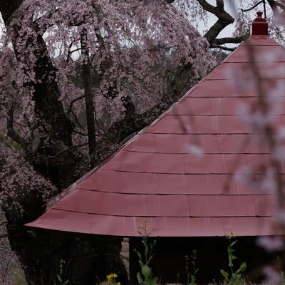 不動堂の屋根と上石の不動桜の写真