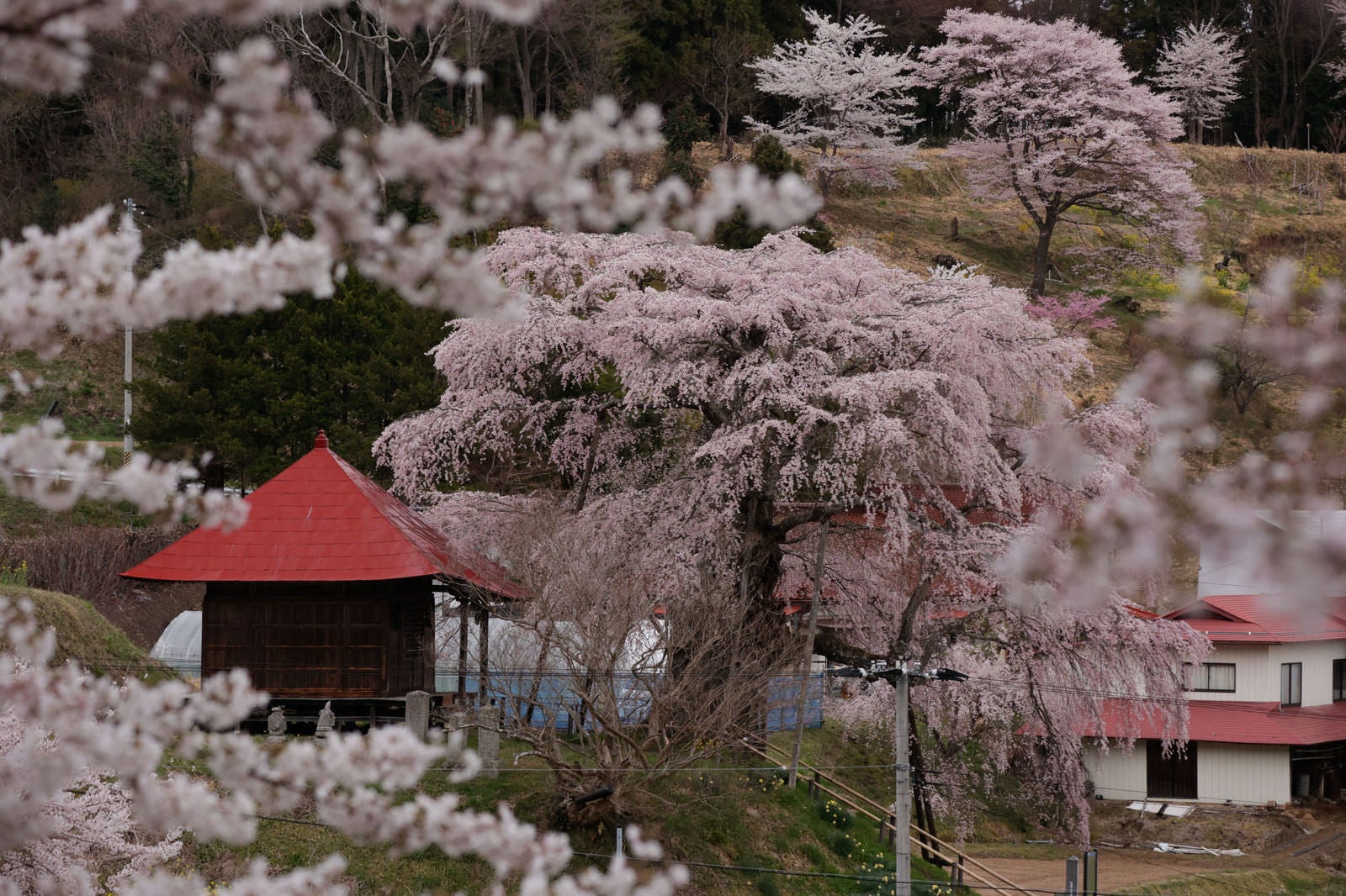 赤い屋根の建物を背景に、ピンク色の満開の桜が覆う春の風景