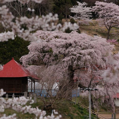 桜越しに見える不動堂の赤い屋根と満開の樹々の写真