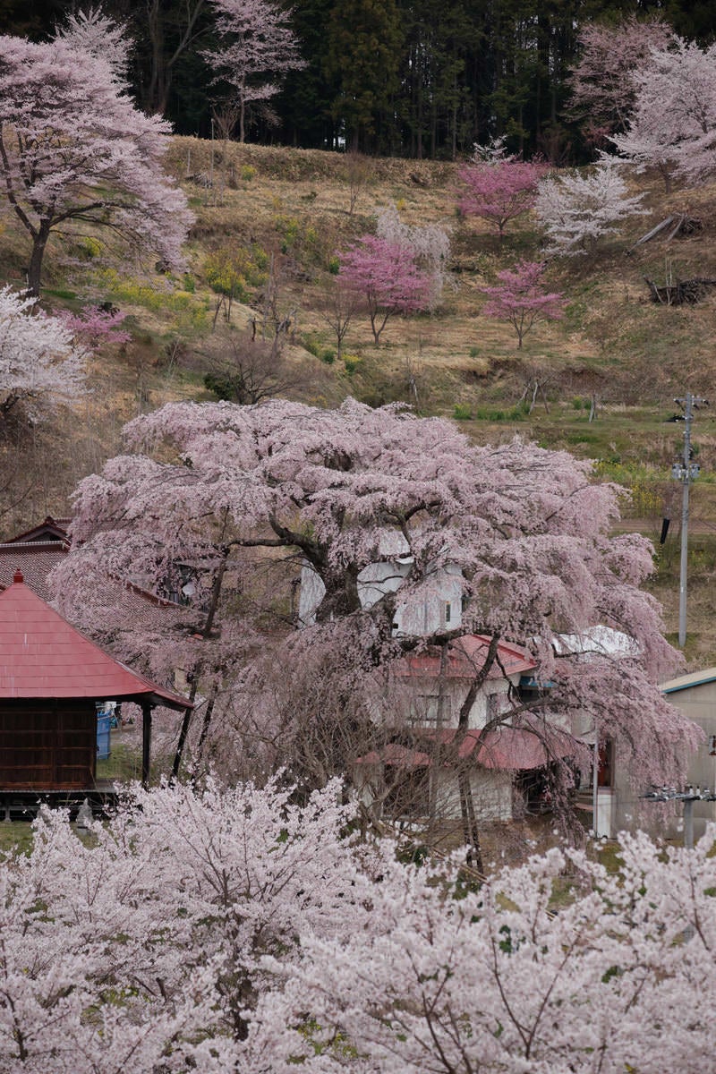 「上石の不動桜越しに見える民家」の写真