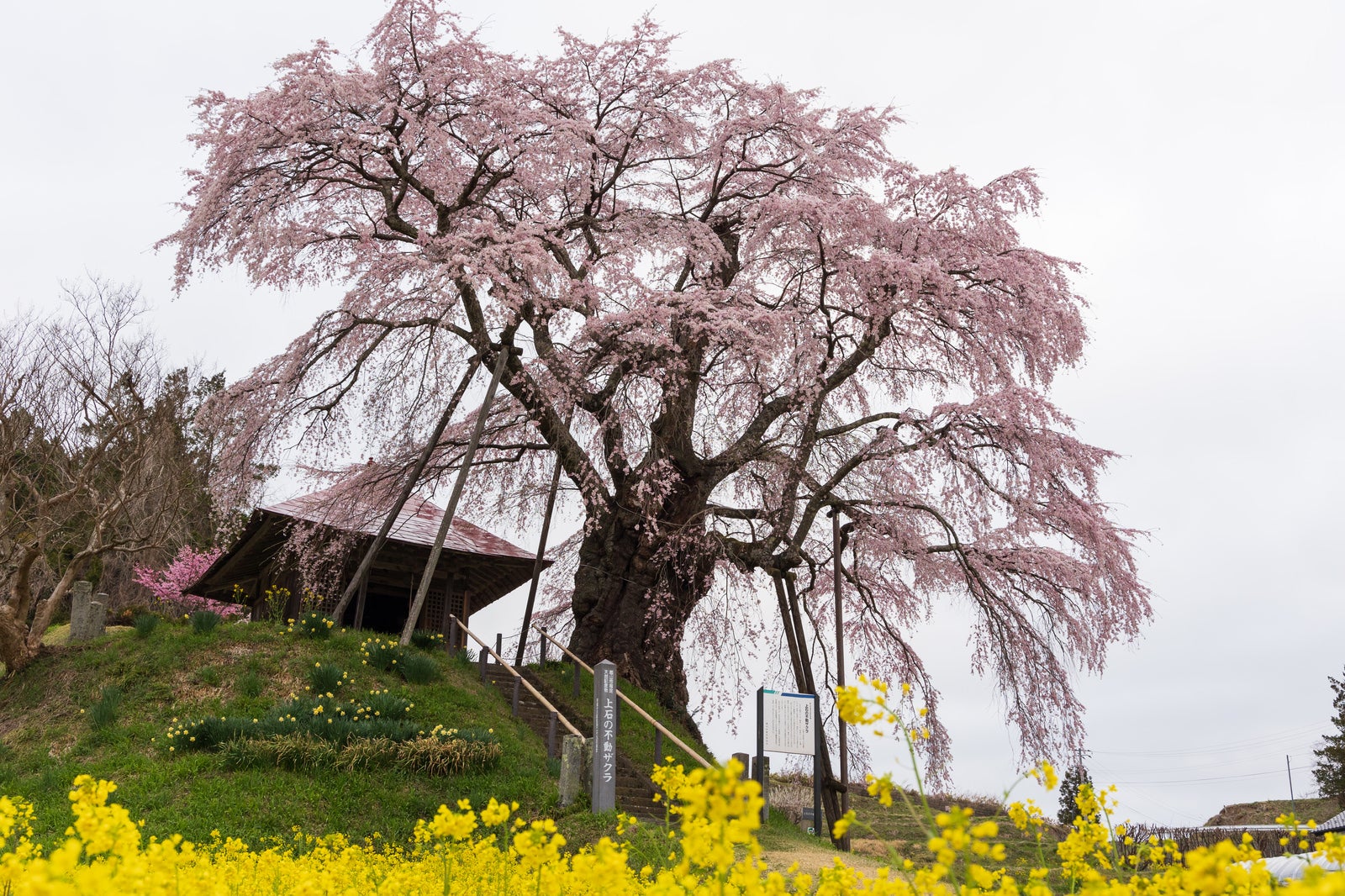 「見切れた菜の花と上石の不動桜」の写真