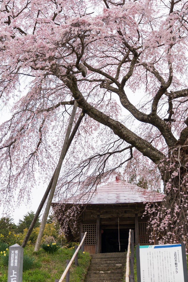 「不動堂に続く階段と上石の不動桜」の写真