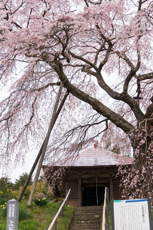 不動堂に続く階段と上石の不動桜の写真