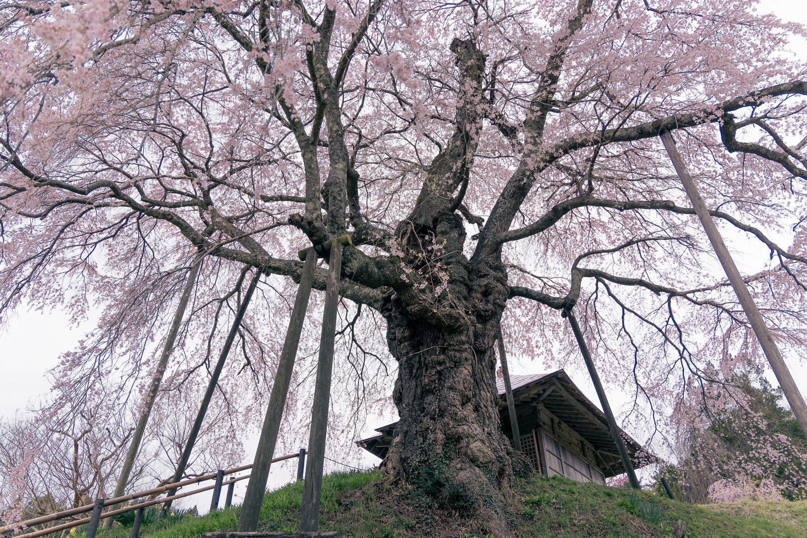 「上石の不動桜の大樹」の写真