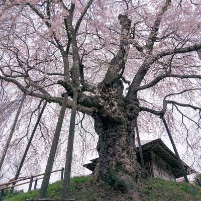 上石の不動桜の大樹の写真
