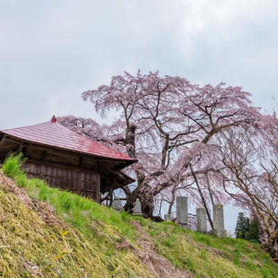 不動堂の古桜と新緑の写真