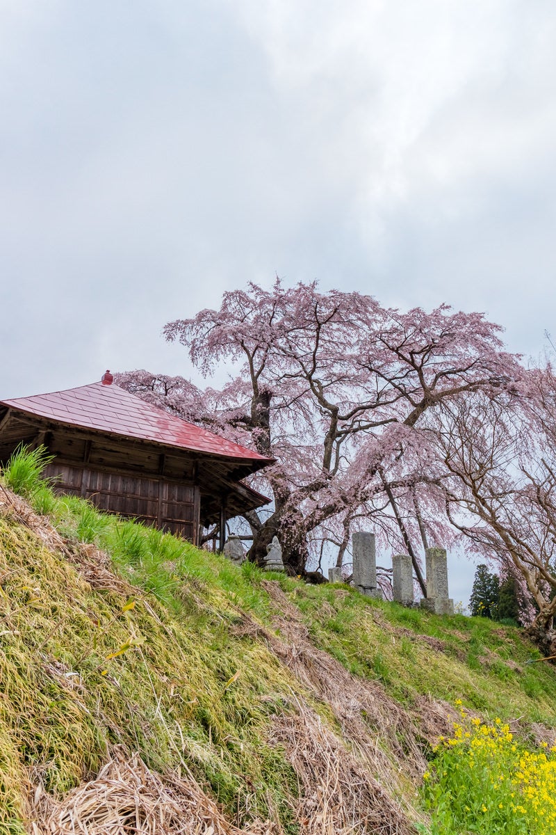 満開の枝垂桜を見上げたアングル。太い幹と濃いピンク色の花が特徴