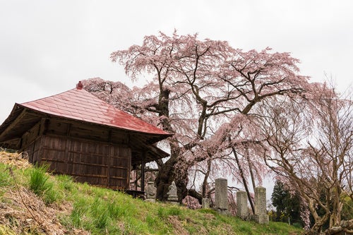 お堂と一本桜（上石の不動桜）の写真