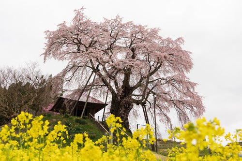 菜の花越しに満開に咲き誇る上石の不動桜の写真