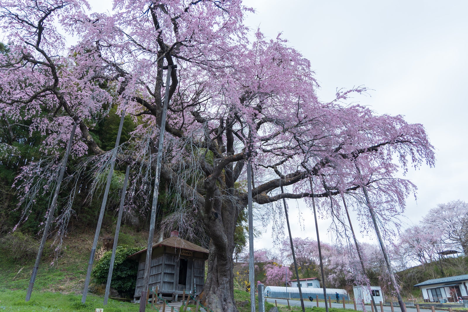 「支えられた枝の紅枝垂地蔵桜」の写真