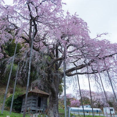 支えられた枝の紅枝垂地蔵桜の写真