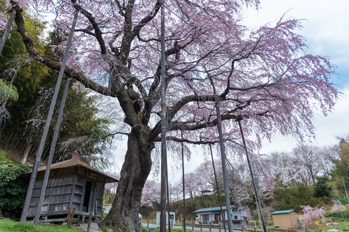 支えられた枝ぶりと地蔵堂（紅枝垂地蔵桜）の写真