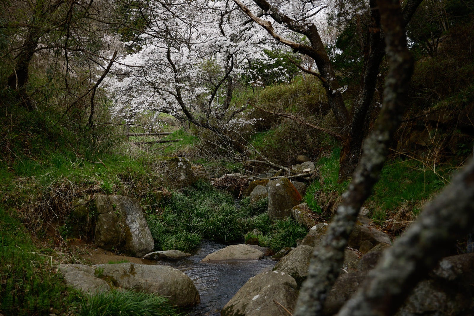 「▲小川の水辺と桜」の写真