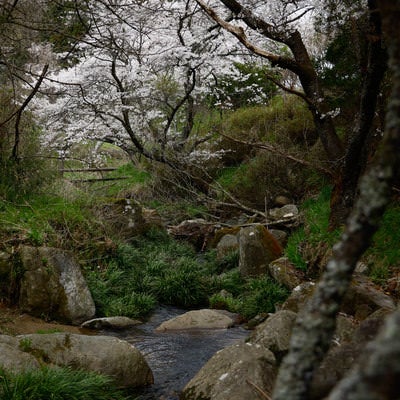 ▲小川の水辺と桜の写真