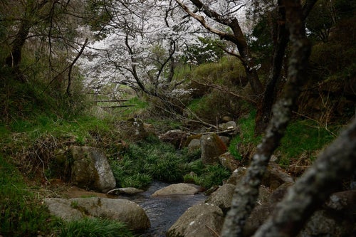 ▲小川の水辺と桜の写真