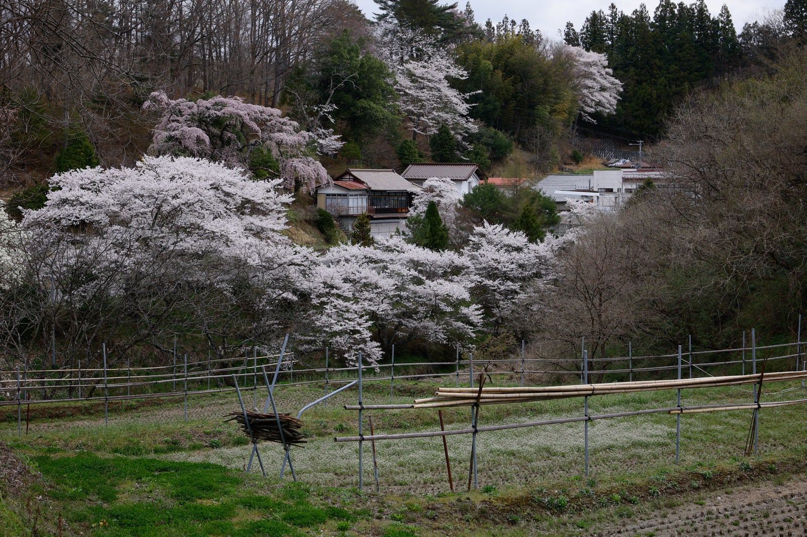 耕された田と春の白い桜が咲く丘陵地の農村風景