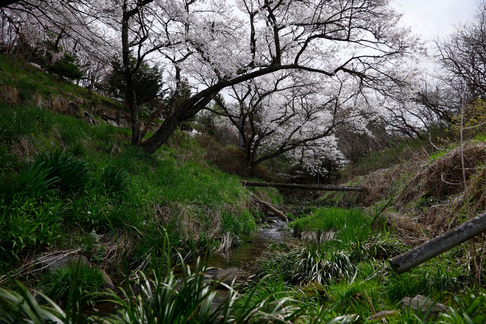 「伊勢桜下の小川の植物と桜」の写真