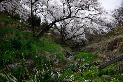 伊勢桜下の小川の植物と桜の写真