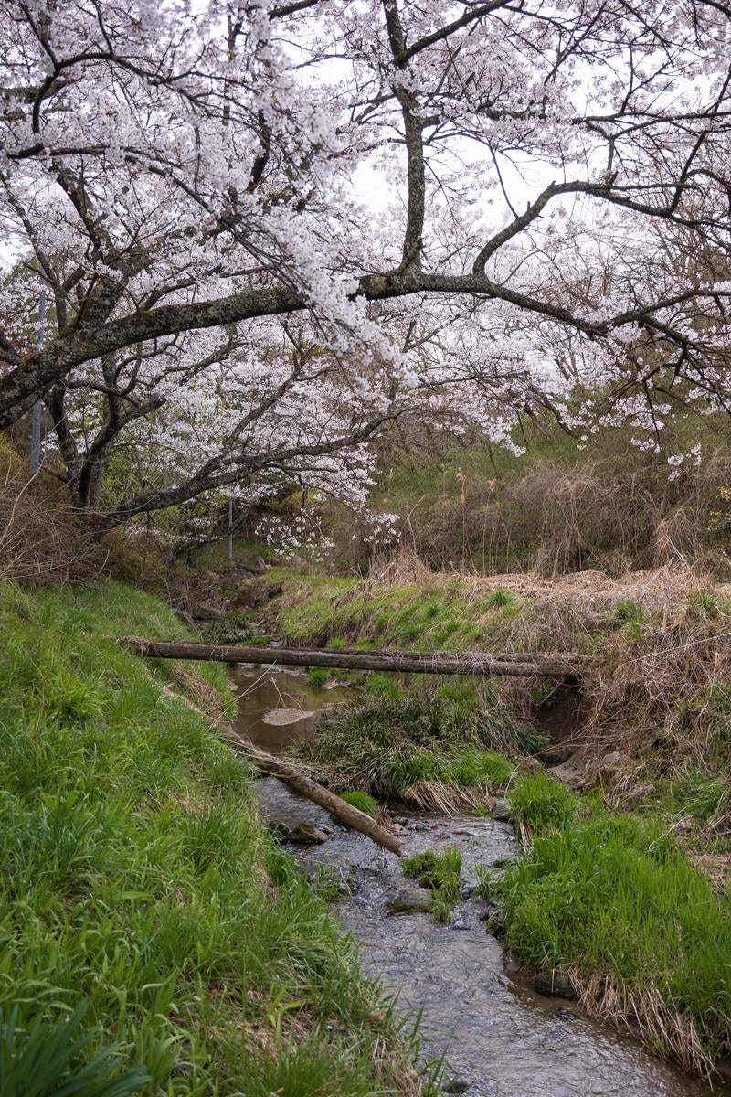 「小川に架かる桜の枝ぶり」の写真