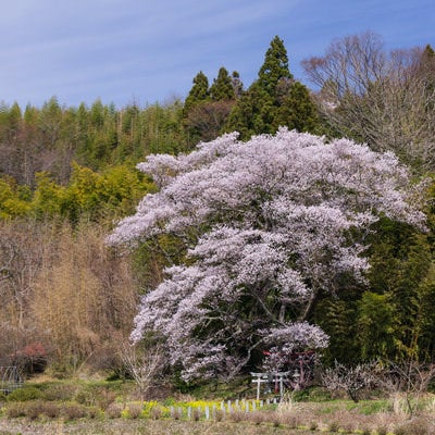 桜の下にひっそり佇む鳥居（子授け櫻）の写真