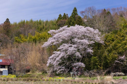 桜の下にひっそり佇む鳥居（子授け櫻）の写真