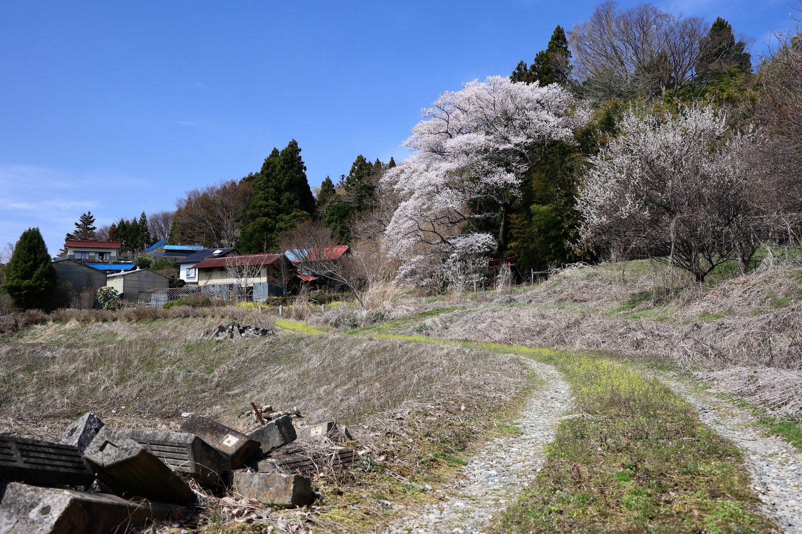 「集落へと続く道の脇に開花する子授け櫻」の写真