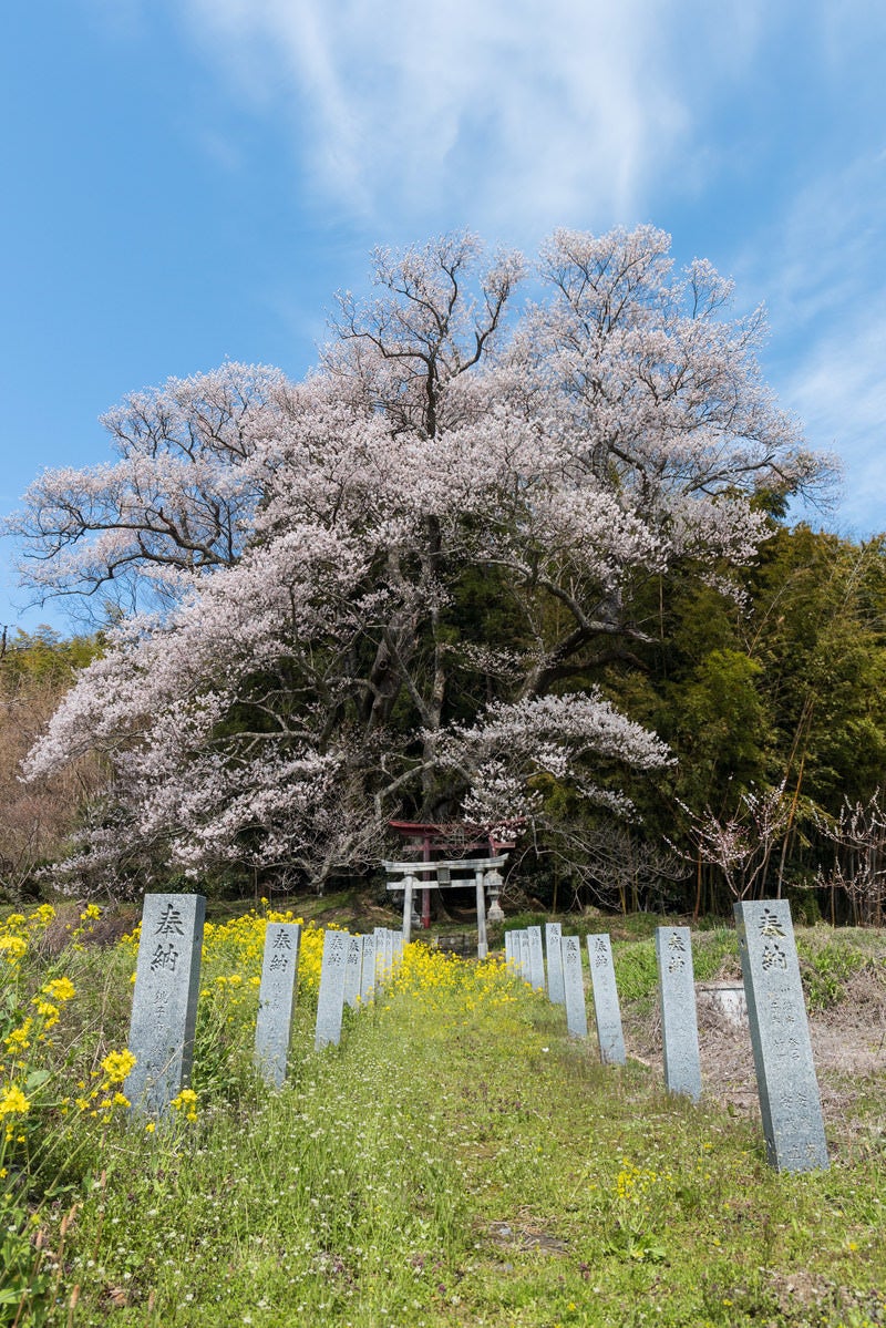 「大和田稲荷神社へ並ぶ奉納石柱と子授け櫻」の写真