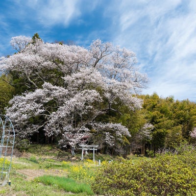 満開の子授け櫻と鳥居、竹林に囲まれた春景色の写真