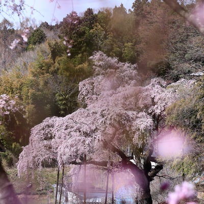 桜の花越しに見る満開の紅枝垂地蔵桜の写真