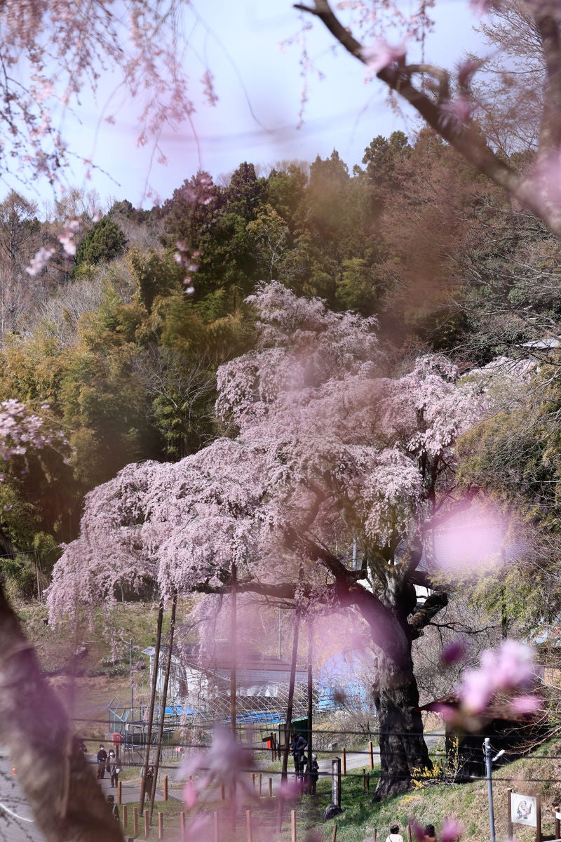 「桜の花越しに見る満開の紅枝垂地蔵桜」の写真