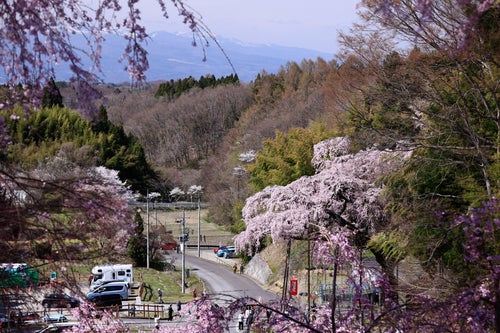 紅枝垂地蔵桜と近隣の駐車場の写真
