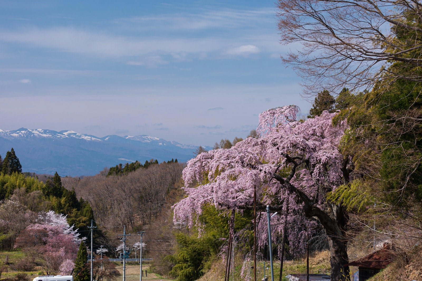 「遠景の山々と紅枝垂地蔵桜」の写真