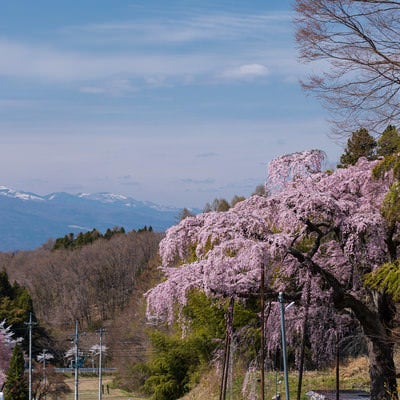 遠景の山々と紅枝垂地蔵桜の写真