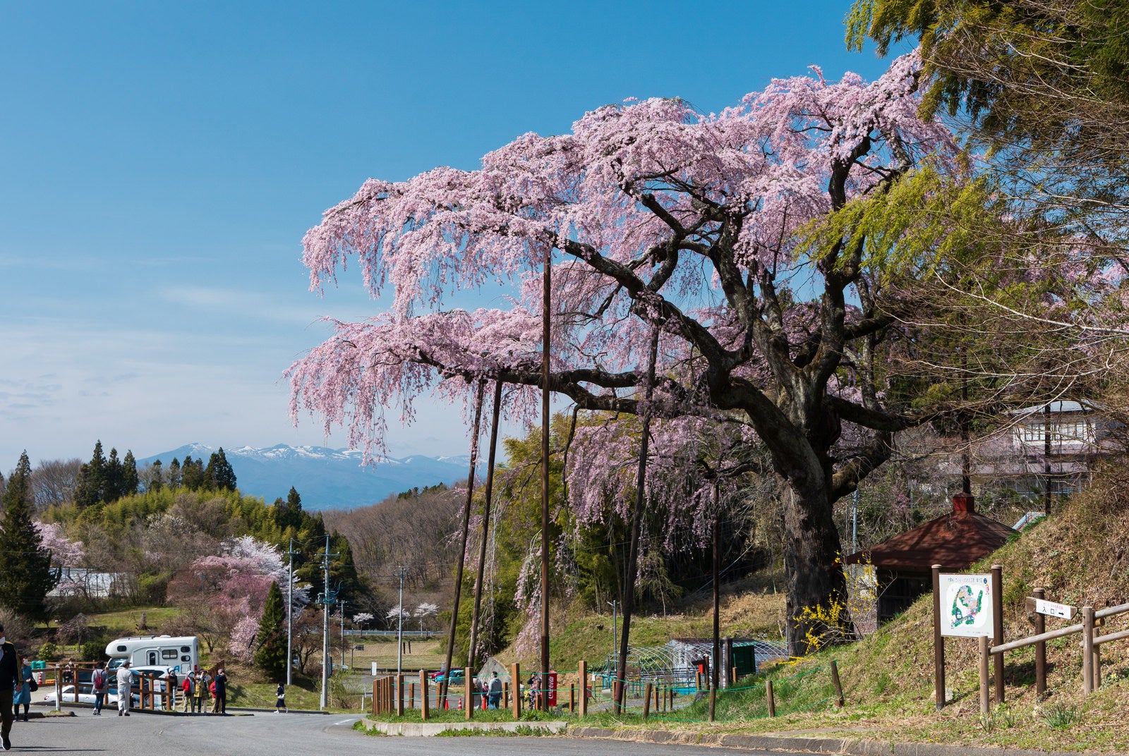 「桜を見物する花見客（紅枝垂地蔵桜）」の写真