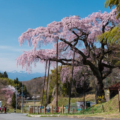 桜を見物する花見客（紅枝垂地蔵桜）の写真